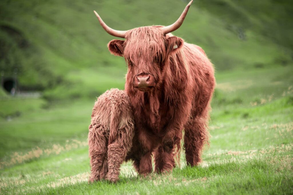 Mini highland cow for sale Australia, Highland mini cow for sale AU