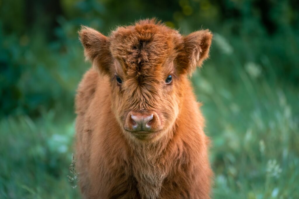 Mini highland cow for sale Australia, Highland mini cow for sale AU