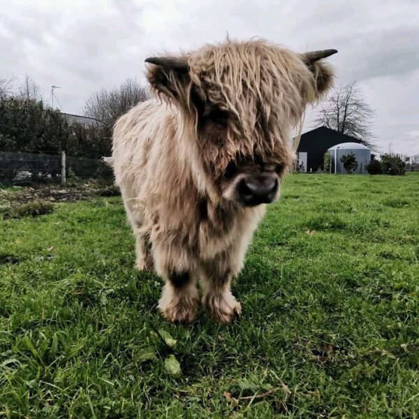Micro mini highland cow for sale, Mini highland calf for sale AU