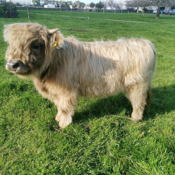 Micro mini highland cow for sale, Mini highland calf for sale AU