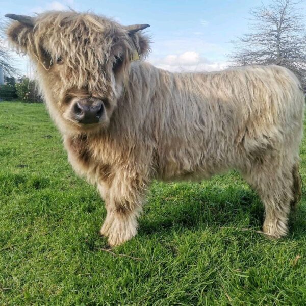 Micro mini highland cow for sale, Mini highland calf for sale AU