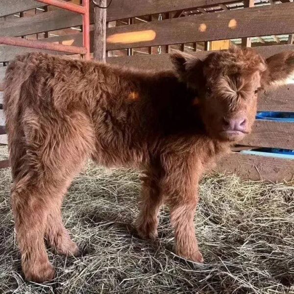 Fluffy mini cows for sale AU, Fluffy miniature cows for sale