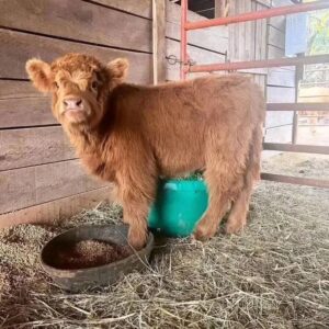 Fluffy mini cows for sale AU, Fluffy miniature cows for sale