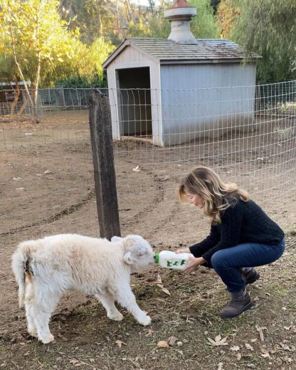 Fluffy cows for sale Australia, Mini highland cow cost
