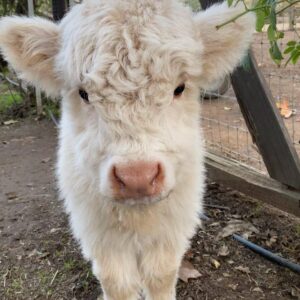 Fluffy cows for sale Australia, Mini highland cow cost