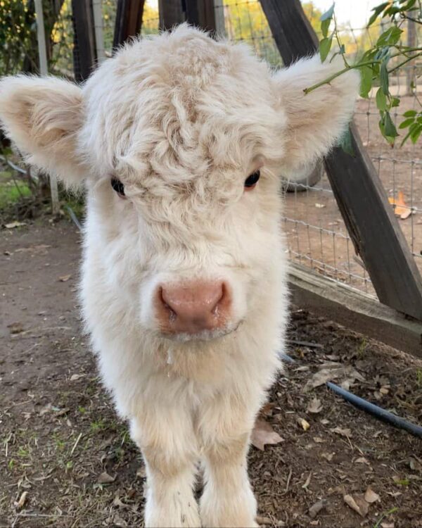 Fluffy cows for sale Australia, Mini highland cow cost