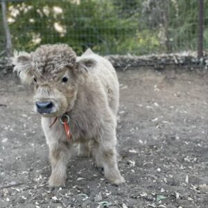 Mini highland cow price Australia, Fluffy teacup mini cow for sale