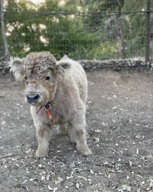 Mini highland cow price Australia, Fluffy teacup mini cow for sale