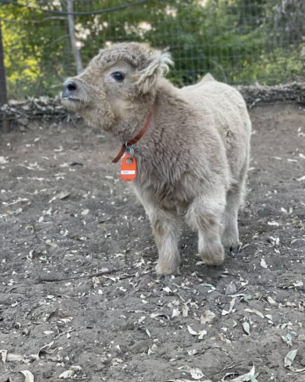 Mini highland cow price Australia, Fluffy teacup mini cow for sale