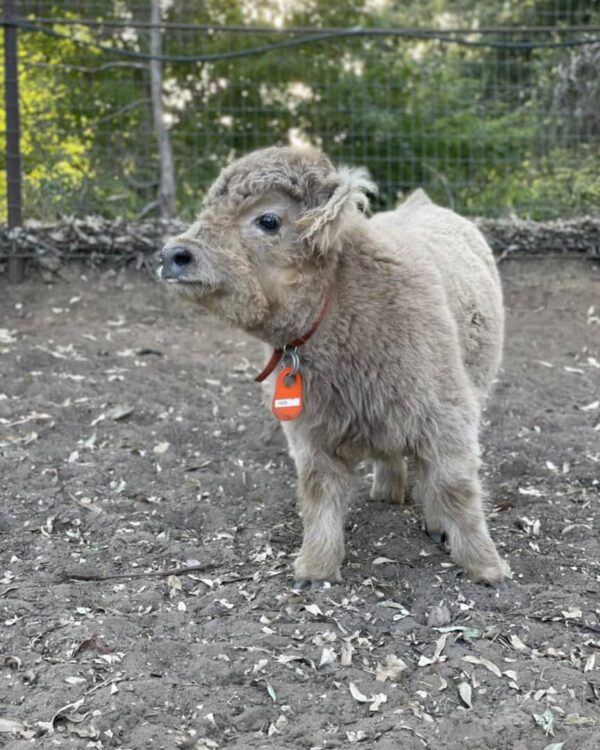 Mini highland cow price Australia, Fluffy teacup mini cow for sale