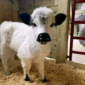 Teacup mini highland cow Australia, micro mini highland cow