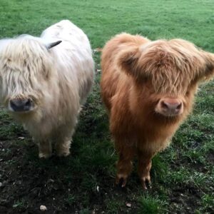 Highland mini cattle Australia, miniature highland cows for sale