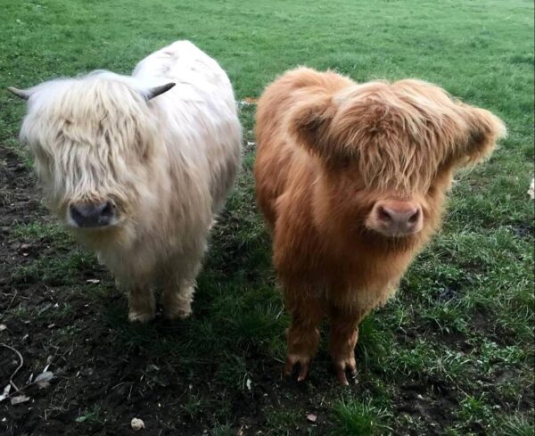 Highland mini cattle Australia, miniature highland cows for sale