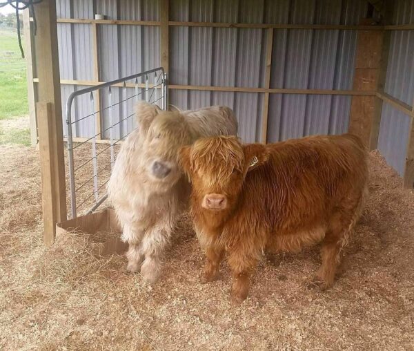 Highland mini cattle Australia, miniature highland cows for sale