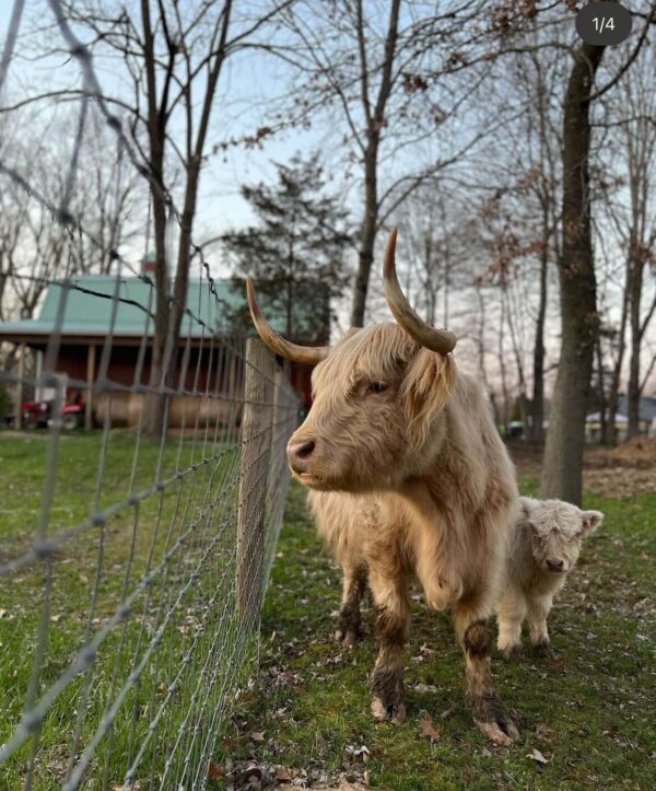 This fully grown pair of Miniature Highland cattle are gentle, well-socialized, and exceptionally hard to part with. Perfect for small farms or as lovable pasture companions. Highland miniature cattle for sale AU, mini highland calves for sale Australia