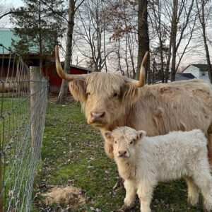 This fully grown pair of Miniature Highland cattle are gentle, well-socialized, and exceptionally hard to part with. Perfect for small farms or as lovable pasture companions. Highland miniature cattle for sale AU, mini highland calves for sale Australia