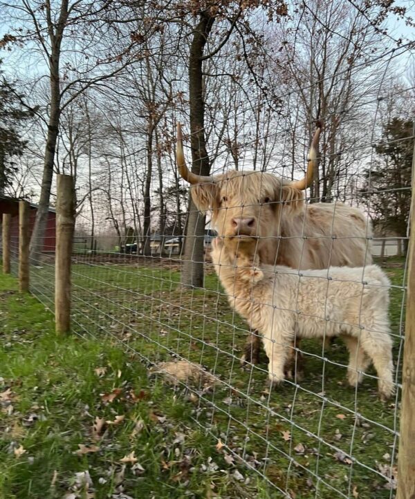 This fully grown pair of Miniature Highland cattle are gentle, well-socialized, and exceptionally hard to part with. Perfect for small farms or as lovable pasture companions. Highland miniature cattle for sale AU, mini highland calves for sale Australia
